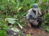 picking tubers, Arandak, Nicaragua (Mayangna)