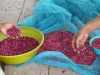 cleaning frijoles, Arandak, Nicaragua (Mayangna)