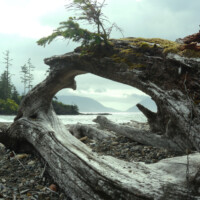 driftwood at Rennell Sound
Graham Island, Haida Gwaii 2018