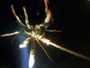 lobster-3-topaz-sharpen