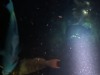 other-diver-4-topaz-denoise-enhance-3.3x-sharpen