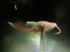 whisker-fish-stabbed-topaz-enhance-1.6x-exposure-sharpen-color